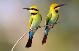 two-birds